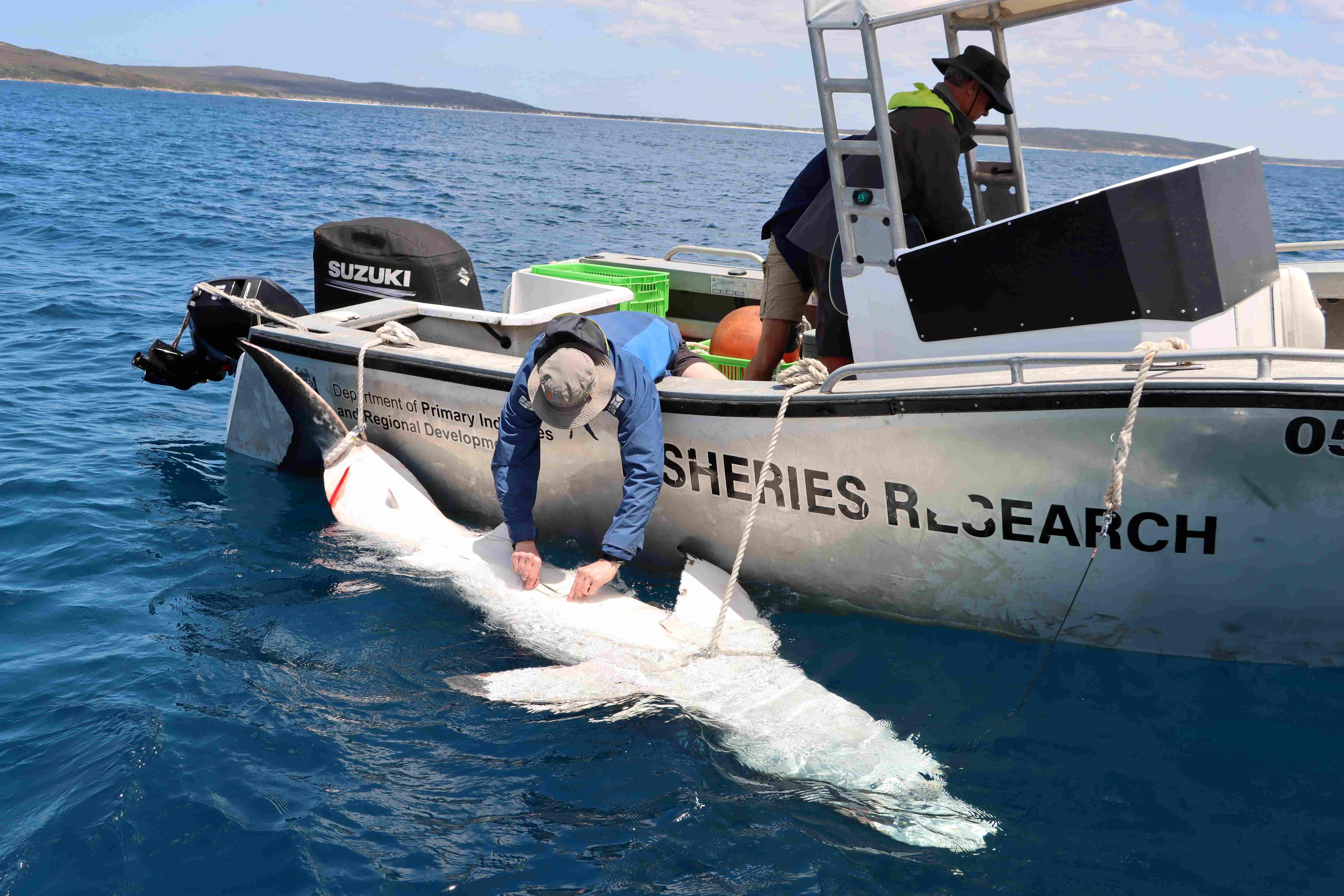Man on boat leaning over to tag a shark in the ocean