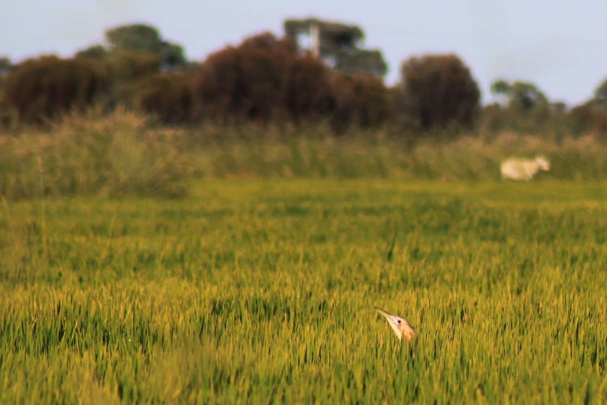 Spot the Bittern