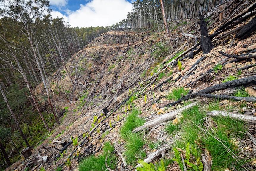 A strip of bare, logged land runs through a forest area in Victoria's Upper Goulburn water catchment.