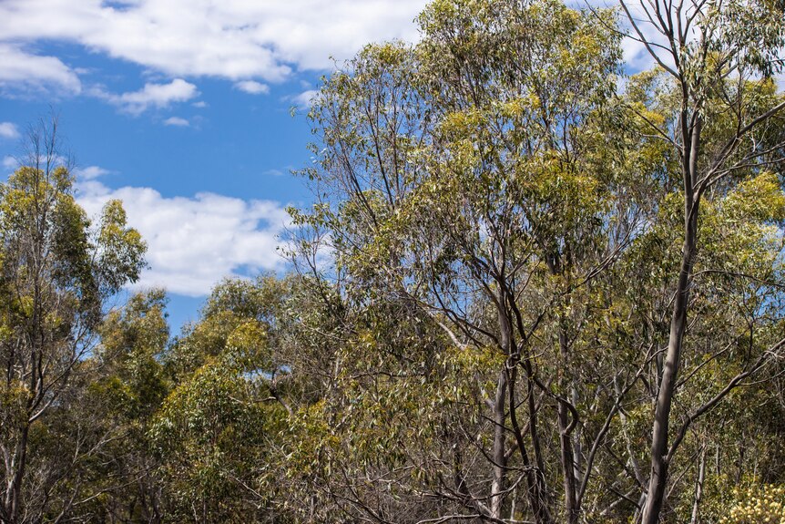 Gum trees with blue sky and a few clouds in the background