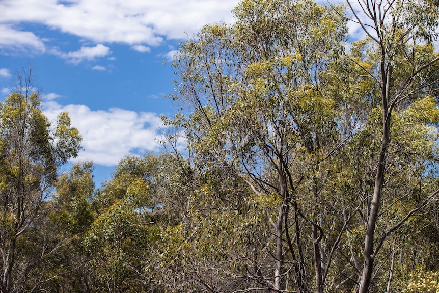 Gum trees with blue sky and a few clouds in the background