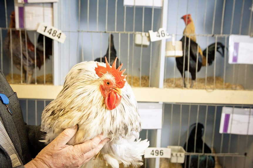 Chickens on show at the Brisbane Ekka