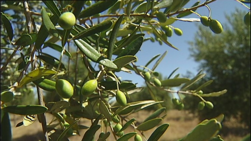 Olive oil opportunity