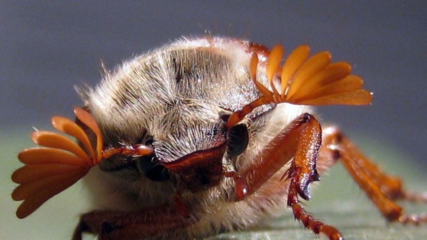 Close up of a beetle