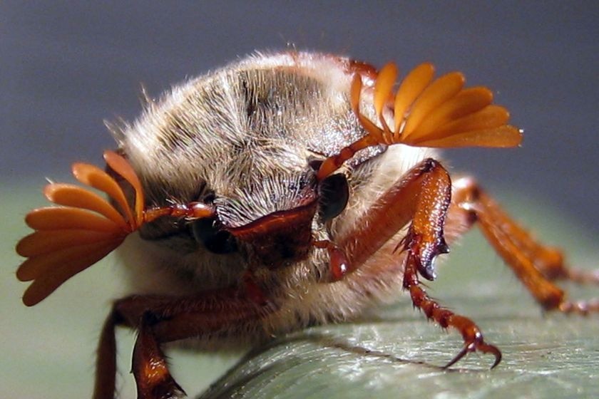 A cockchafer beetle
