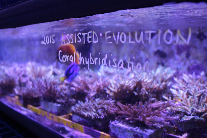 A tank at SeaSim filled with coral and fish, the words assisted evolution have been written on the side