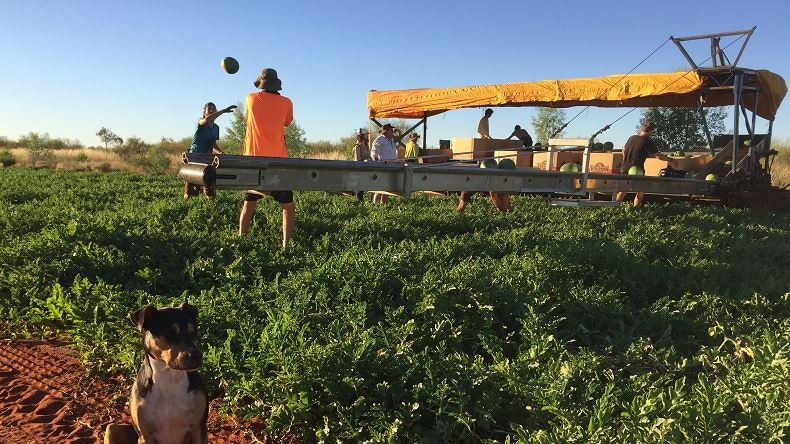 Backpackers harvesting watermelons in the Northern Territory, with a farm dog in the foreground.
