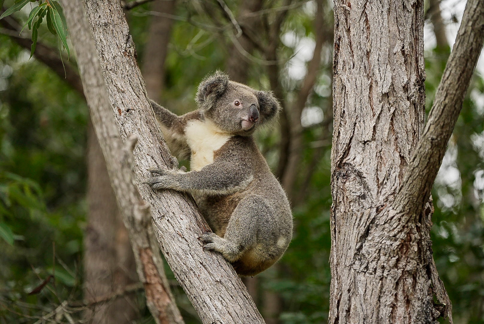 Um coala em uma árvore