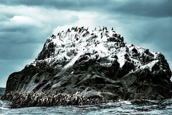 Cormorants sit on a Bruny Island rock