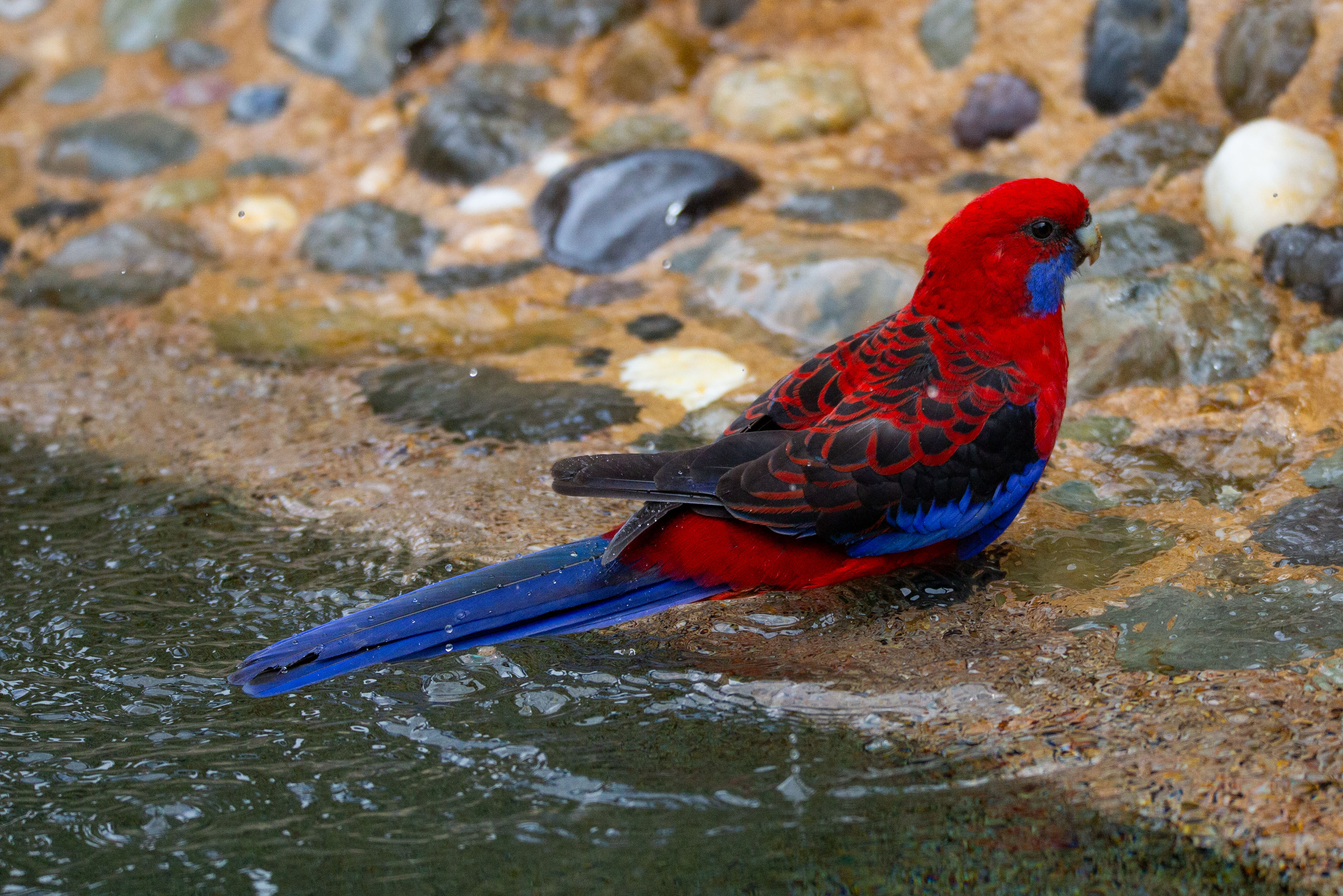 Red parrot with blue tail, cheek and wing highlights.