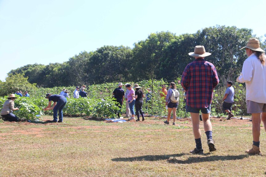 People walking around a field in Darwin