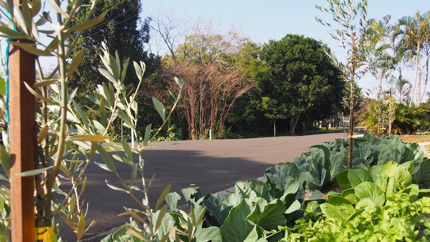 Cabbages growing on the side of streets in Buderim