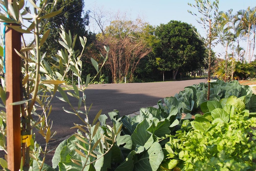 Cabbages lined the streets of Buderim in September 2015.