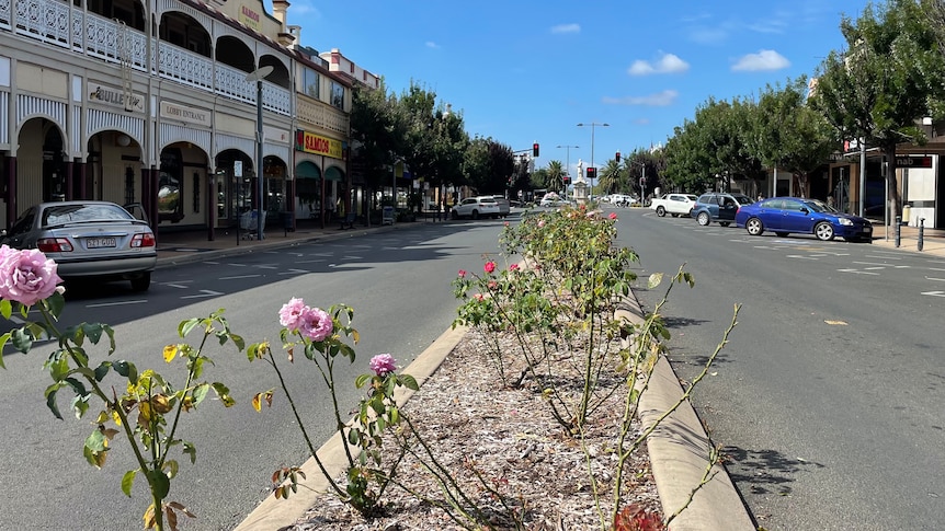 Roses grow along the median strip of a very quiet street in regional Queensland.