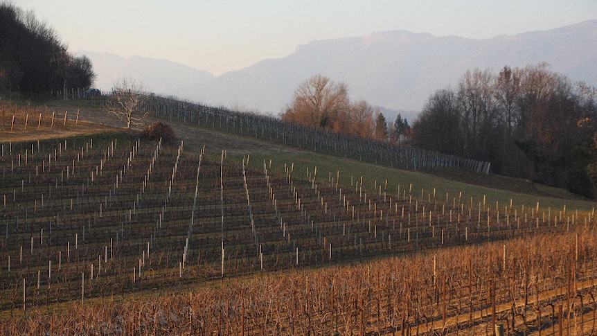 Rows upon rows of grape vines, without fruit, stretch up a hill and into the distance