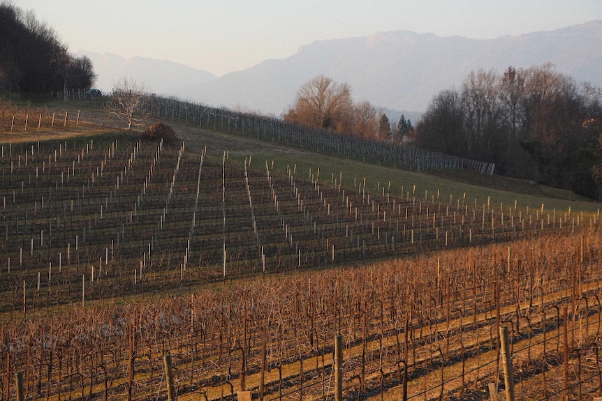 Rows upon rows of grape vines, without fruit, stretch up a hill and into the distance