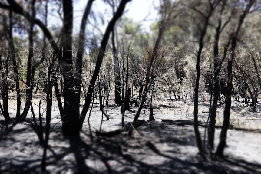 Charred trees in a park