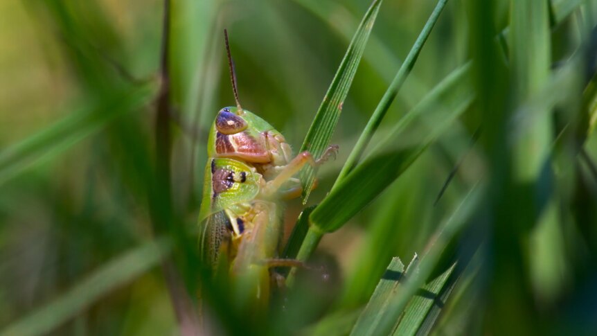 A grasshopper sits on a blade of grass