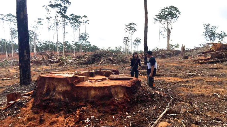 Felled tree stump in Nelson forest