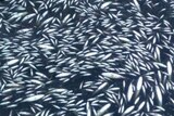 Vasse estuary fish kill