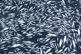 Vasse estuary fish kill