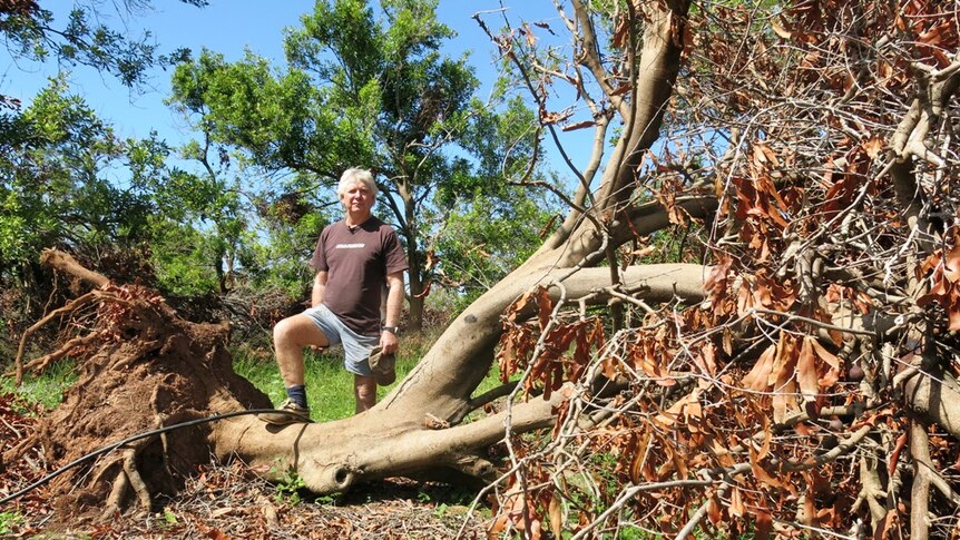 Farmer Errol Vass standing on an uprooted macadamia tree.
