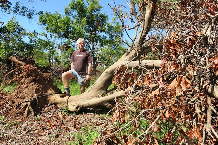 Farmer Errol Vass standing on an uprooted macadamia tree.