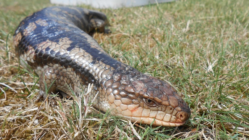 A blue tongue lizard lying on grass.