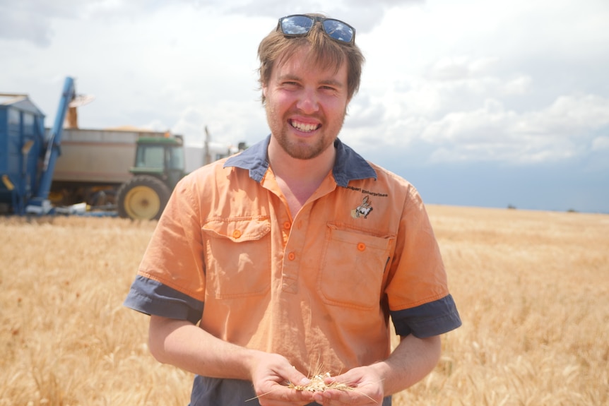 A man in a high vis shirt holding wheat with tractors in the background