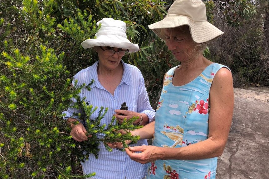 Two women inspect a bush