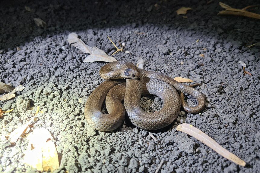 A long grey snake curled up with its head resting on top of itself.