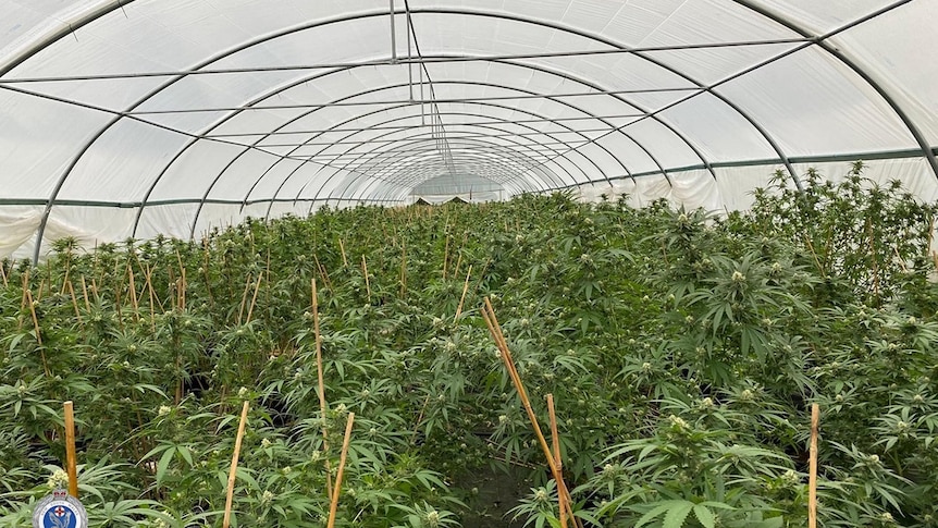 grow house full of cannabis plants