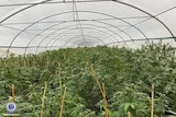 grow house full of cannabis plants