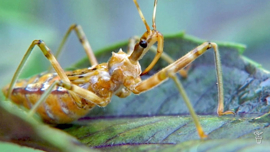 An assasin bug standing on a plant leaf.