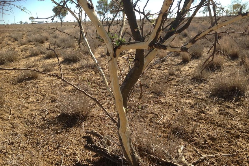 Bark stripped off a mimosa bush in western Queensland.