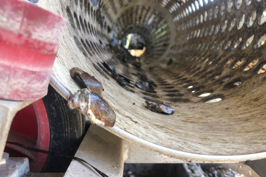 oyster grader inside