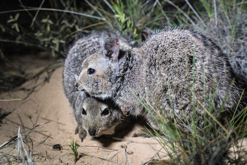 A pair of released hare-wallabies on Dirk Hartog Island