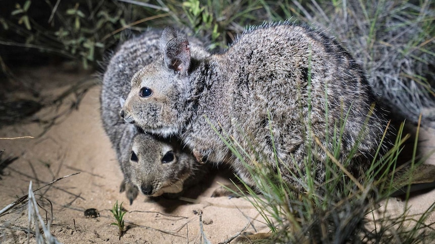 A pair of released hare-wallabies on Dirk Hartog Island