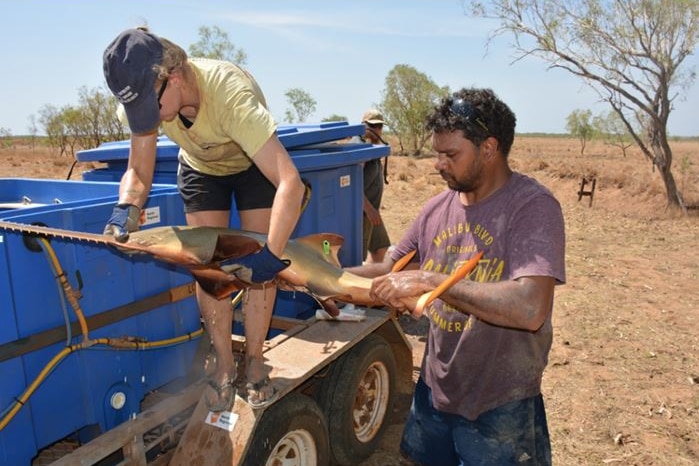 A woman and man placing a Sawfish into containers on the back of a vehicle