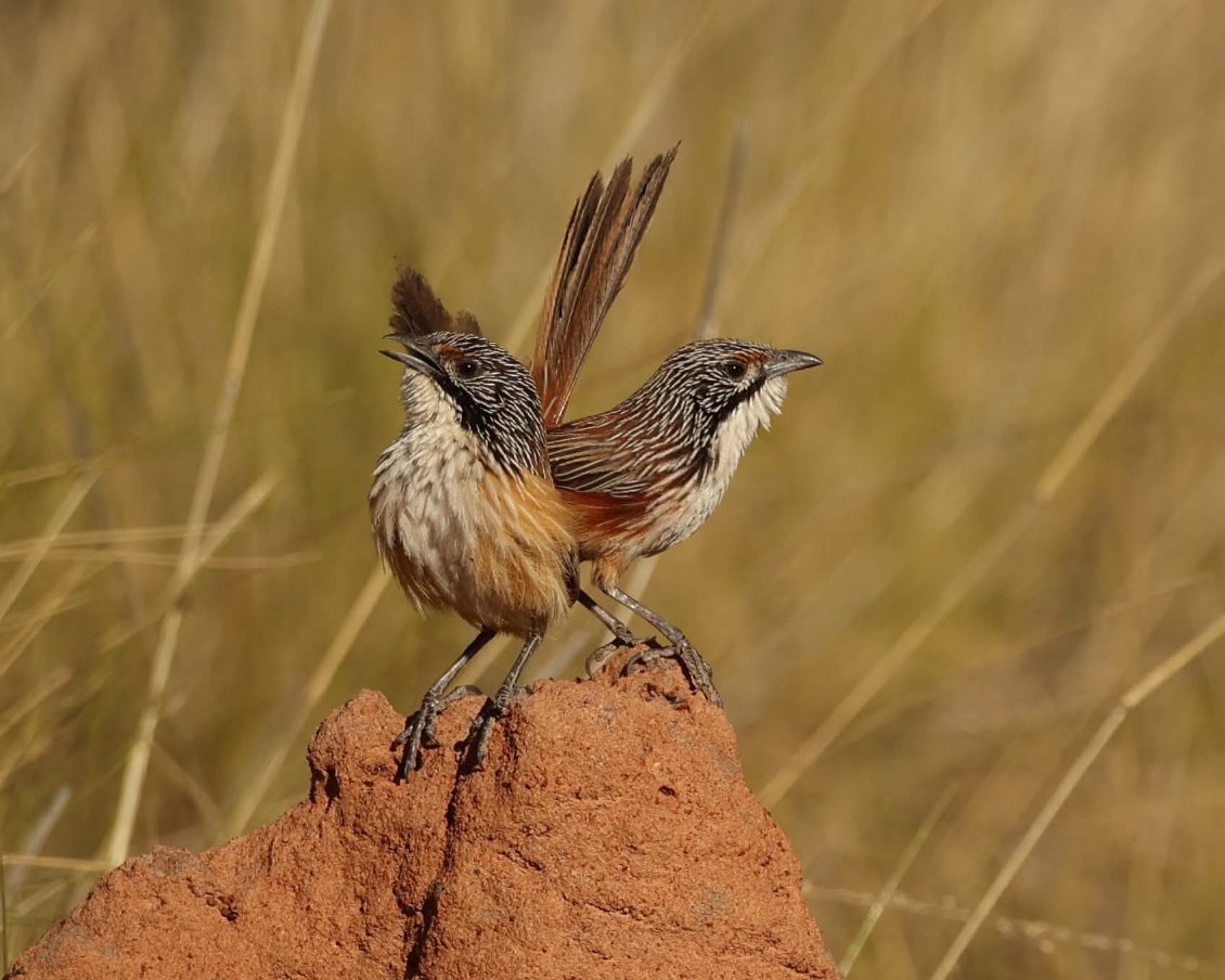 Two tiny wren-like birds sit on a termite mind, looking around inquisitively next to spindles of grass.