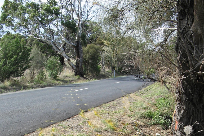 The site of the fatal car crash.