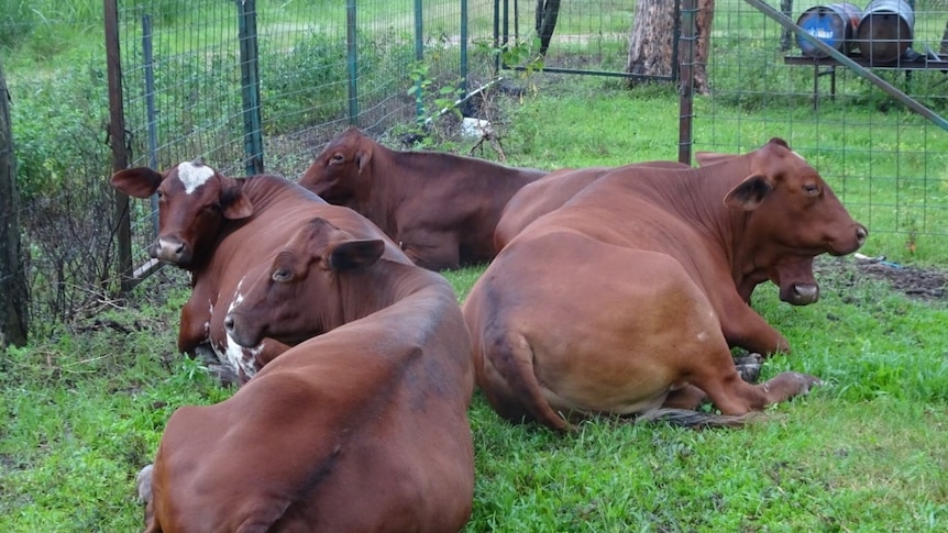 cattle in a yard