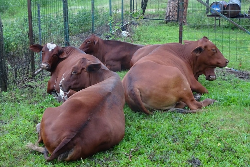 cattle in a yard