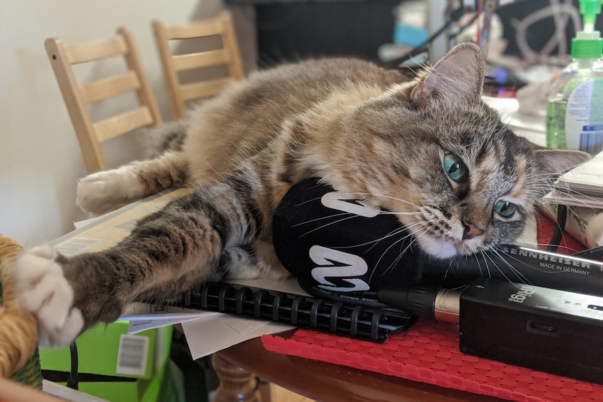 A cat lies across an ABC microphone on a table