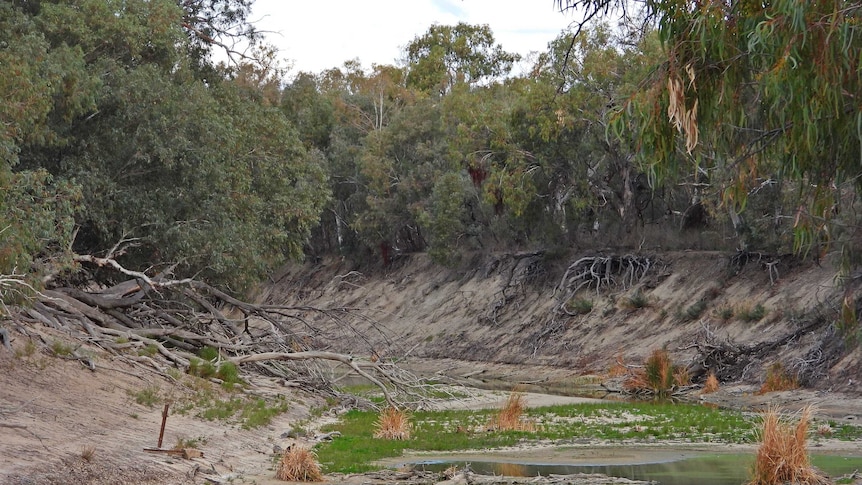 A photo of a dry riverbed with a series of small pools and some greenery, taken from a central point looking down the river.