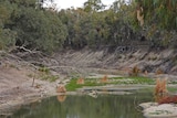 A photo of a dry riverbed with a series of small pools and some greenery, taken from a central point looking down the river.