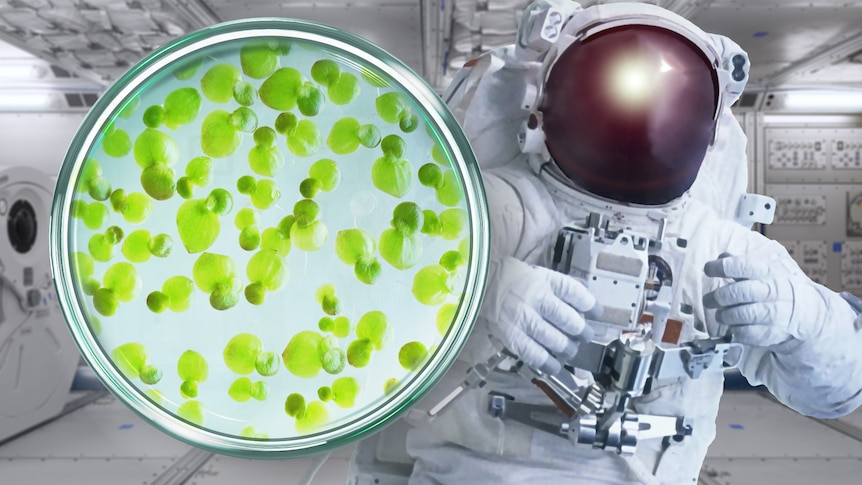 A petri dish with duckweed in it floating in a space module along with an astronaut.