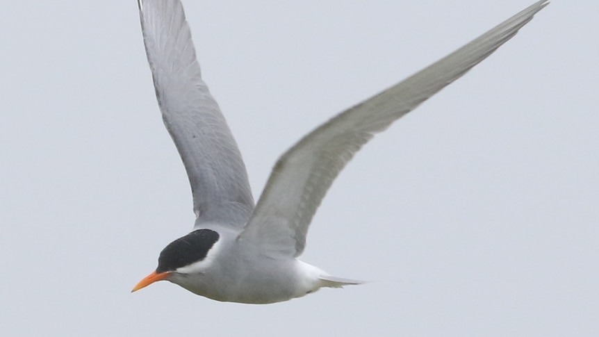 A white sea bird with a black face in flight over the ocean.