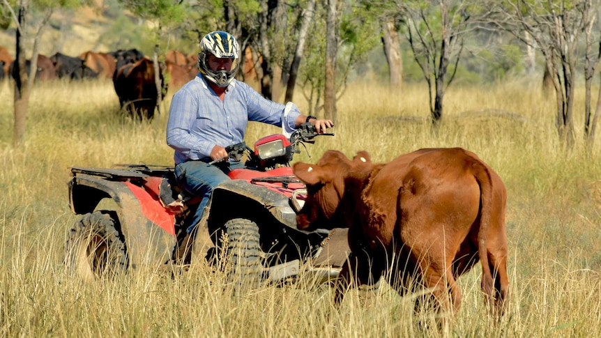 A man wears a helmet as he rides a quad bike past a cow