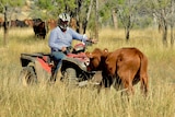 A man wears a helmet as he rides a quad bike past a cow